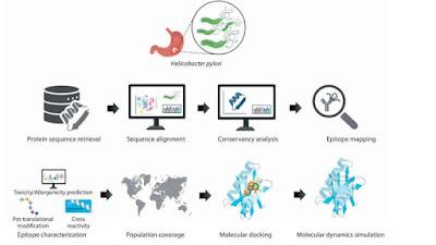 Esta en estudio una vacuna para combatir el Helicobacter pylori Esta en estudio una vacuna para combatir el Helicobacter pylori