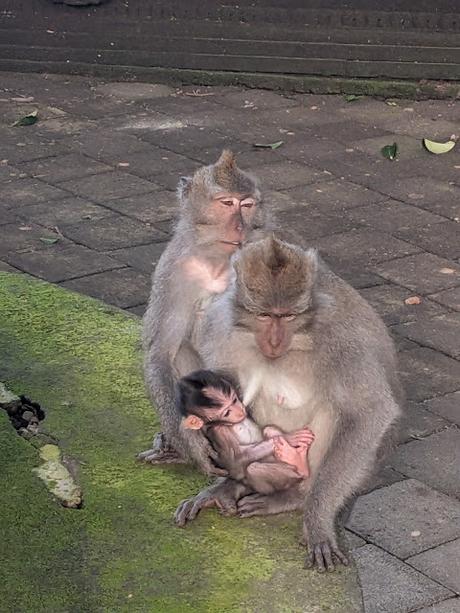 Día 1 en Bali – Explorando el centro de Ubud Día 1 en Bali – Explorando el centro de Ubud