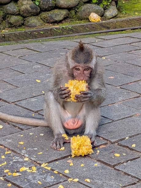 Día 1 en Bali – Explorando el centro de Ubud Día 1 en Bali – Explorando el centro de Ubud