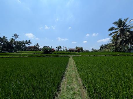 Día 1 en Bali – Explorando el centro de Ubud Día 1 en Bali – Explorando el centro de Ubud