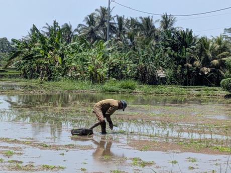 Día 1 en Bali – Explorando el centro de Ubud Día 1 en Bali – Explorando el centro de Ubud