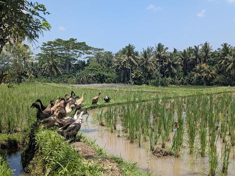 Día 1 en Bali – Explorando el centro de Ubud Día 1 en Bali – Explorando el centro de Ubud