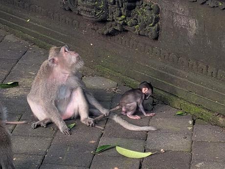 Día 1 en Bali – Explorando el centro de Ubud Día 1 en Bali – Explorando el centro de Ubud