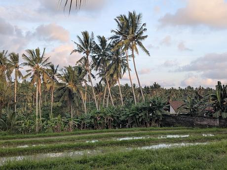 Día 1 en Bali – Explorando el centro de Ubud Día 1 en Bali – Explorando el centro de Ubud