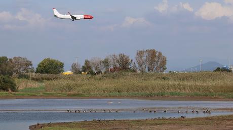 Dos zarapitos reales en el Delta del Llobregat