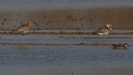 Dos zarapitos reales en el Delta del Llobregat