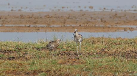 Dos zarapitos reales en el Delta del Llobregat