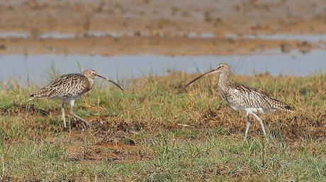 Dos zarapitos reales en el Delta del Llobregat