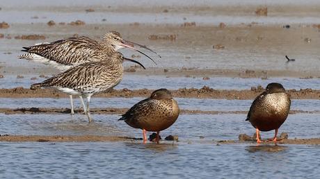 Dos zarapitos reales en el Delta del Llobregat