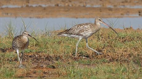 Dos zarapitos reales en el Delta del Llobregat