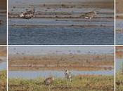 zarapitos reales Delta Llobregat