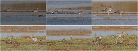 Dos zarapitos reales en el Delta del Llobregat