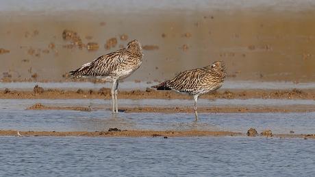 Dos zarapitos reales en el Delta del Llobregat
