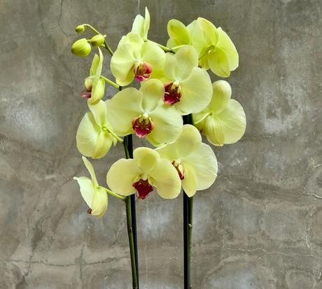 Crónica de una orquídea anunciada. Crónica de una orquídea anunciada.