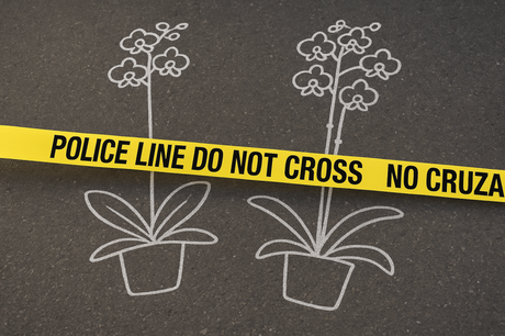 Crónica de una orquídea anunciada. Crónica de una orquídea anunciada.