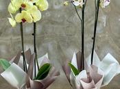 Crónica orquídea anunciada.