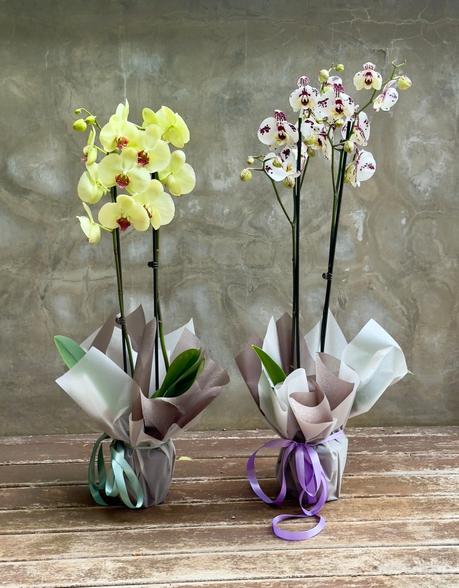 Crónica de una orquídea anunciada.