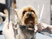 ISED refuerza formación peluquería canina curso orientado empleo