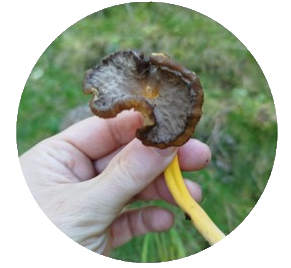 Níscalo o rovellón