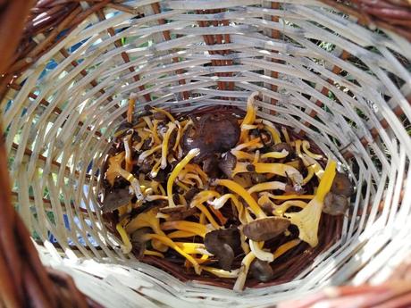 Excursión por la Serra de Queralt: descubriendo la Baga de Cal Pere Sastre y sus camagrocs | El Berguedà