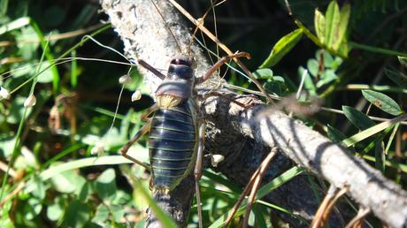 Descubre el Pla de l’Estany desde el Santuari de Corbera: bosques, vistas y setas en el Berguedà