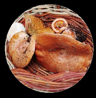 Níscalo o rovellón