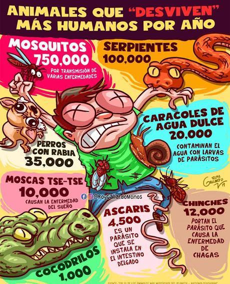 Animales que matan mĂĄs humanos por aĂąo Animales que matan mĂĄs humanos por aĂąo