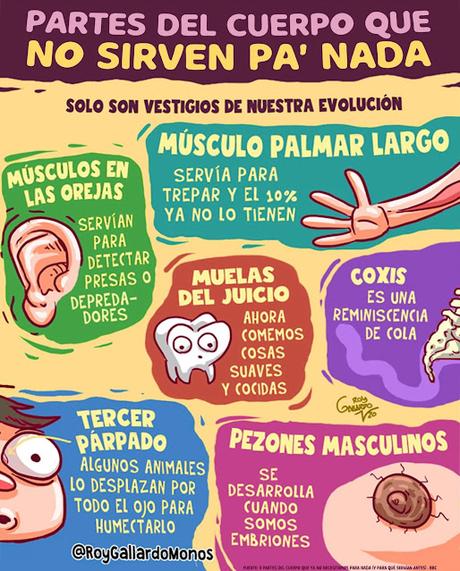 Partes del cuerpo que no sirven para nada Partes del cuerpo que no sirven para nada