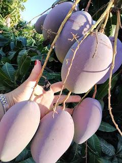 FLAN DE HUEVO CON MANGO
