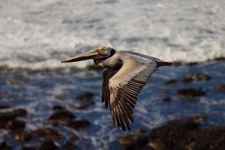 Cala de Son Caliu en Mallorca: un paraíso natural