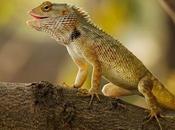 Cala d’or gardens majorca: escapada ideal Mallorca