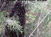 Poco poco avanzamos.