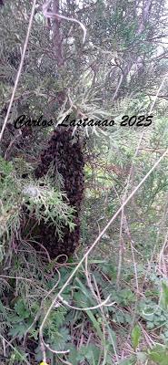 Poco a poco avanzamos. Poco a poco avanzamos.