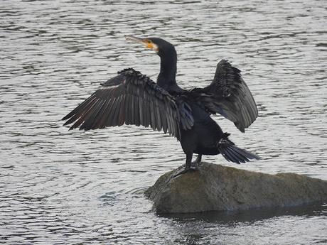 Han llegado los cormoranes al Besòs Han llegado los cormoranes al Besòs