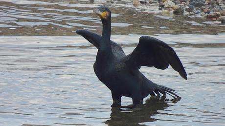 Han llegado los cormoranes al Besòs Han llegado los cormoranes al Besòs