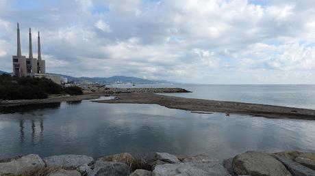Han llegado los cormoranes al Besòs Han llegado los cormoranes al Besòs