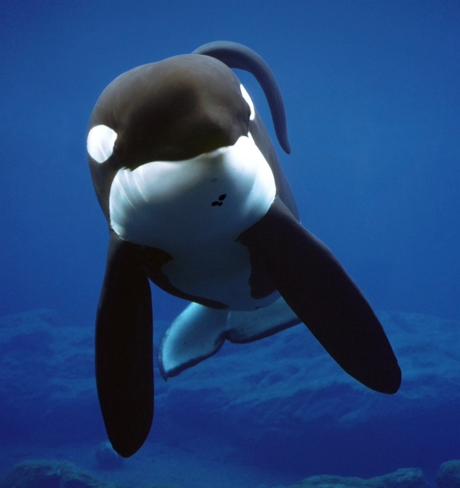 HBO Max: Keiko la ballena de «Liberen a Willy» tendrá su propio documental HBO Max: Keiko la ballena de «Liberen a Willy» tendrá su propio documental