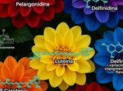 química detrás colores dalias