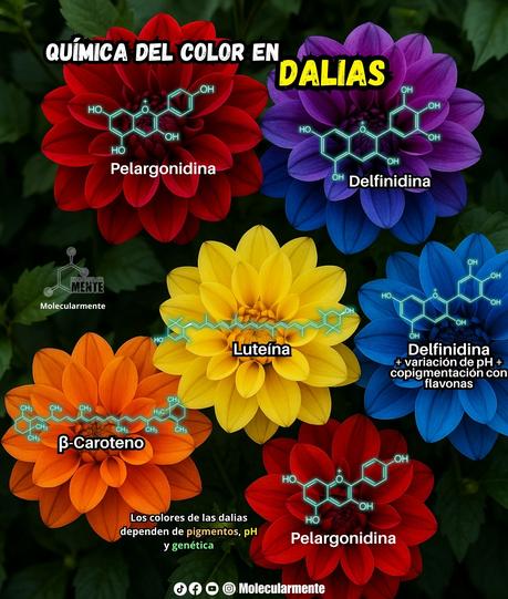 La química detrás de los colores de las dalias La química detrás de los colores de las dalias