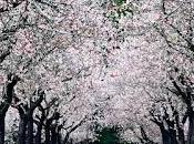 archivo blog. antipatriotismo antropológico. publicado 23/10/08