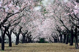 DEL ARCHIVO DEL BLOG. ANTIPATRIOTISMO ANTROPOLÓGICO. PUBLICADO EL 23/10/08