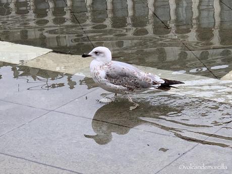 Curiosidades de la plaza de San Marco. B79E703C-5C65-4745-B42B-56D9849187FB.jpeg