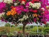 Bugambilias