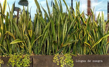 5 Plantas de interior que sobreviven a todo y que son ideales para quienes olvidan regar