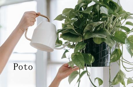 5 Plantas de interior que sobreviven a todo y que son ideales para quienes olvidan regar