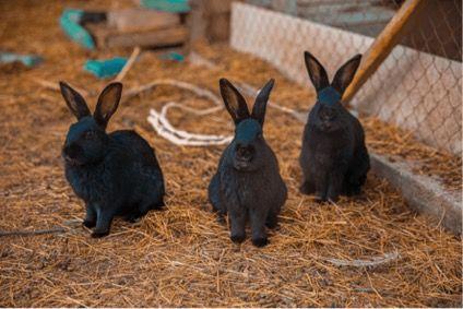 Bifeedoo presenta su nuevo pienso ecológico para conejos