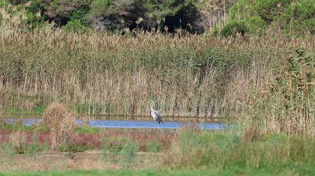 Grullas: una escala cerca del aeropuerto