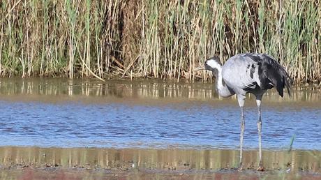 Grullas: una escala cerca del aeropuerto