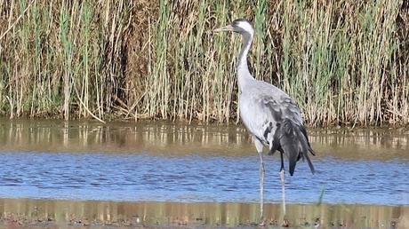 Grullas: una escala cerca del aeropuerto