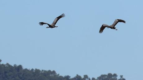 Grullas: una escala cerca del aeropuerto